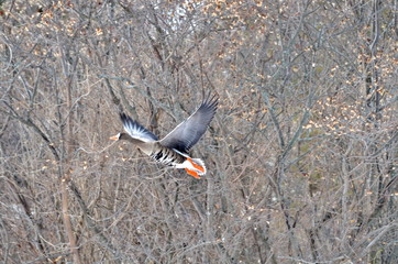 Greater White-fronted Goose flying at Bluffer's Park, Toronto, Ontario, Canada 