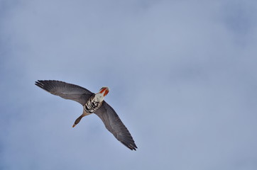 Greater White-fronted Goose flying at Bluffer's Park, Toronto, Ontario, Canada 