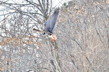 Greater White-fronted Goose flying at Bluffer's Park, Toronto, Ontario, Canada 
