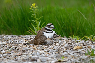Killdeer or Charadrius Vociferus on nest with young on a cloudy cold day. It is a large plover found in the Americas. Its common name comes from its often-heard call. © Michael