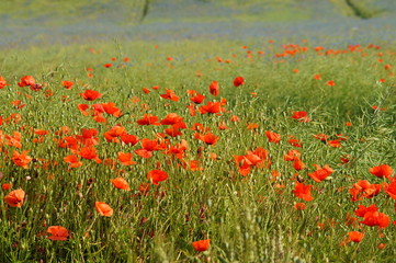 wild flowers in the spring meadow
