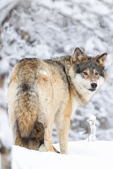 Focused wolf in pack looking backward in cold winter forest
