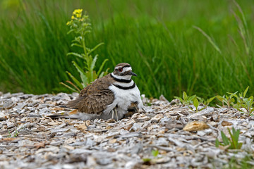 Killdeer or Charadrius Vociferus on nest with young on a cloudy cold day. It is a large plover found in the Americas. Its common name comes from its often-heard call.