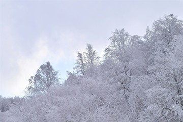 trees in snow