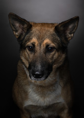 dog on a dark background in the studio. Beautiful half-breed on black.