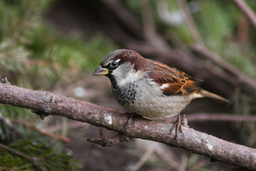 Passera domestica (Passer domesticus) maschio su ramo in primo piano