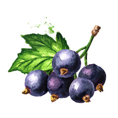 Black currant branch, Hand drawn watercolor illustration isolated on white background