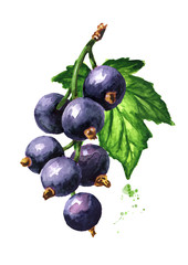 Black currant branch. Hand drawn watercolor illustration isolated on white background