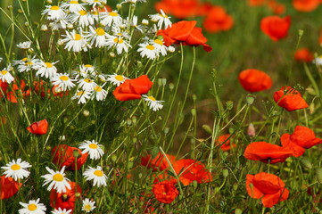 wild flowers in the spring meadow