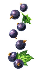 Falling ripe Black currant berries. Hand drawn watercolor illustration isolated on white background