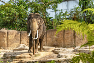 A male elephant with huge tusks in a zoo in Emmen, Netherlands