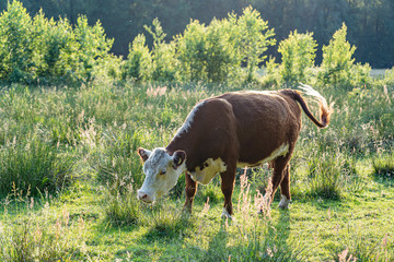 This cow grazes during the low midday sun in a pasture around Exloo, The Netherlands