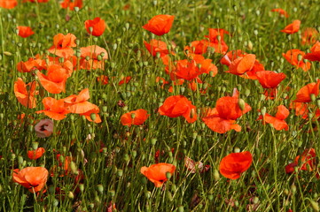 Poppies in the meadow