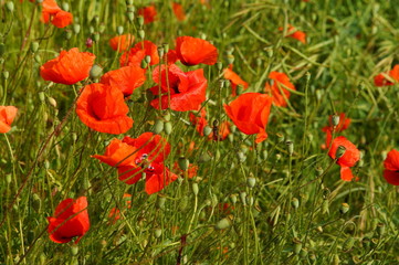 Poppies in the meadow