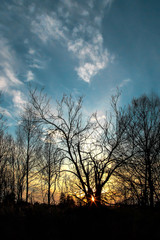 Dry trees affected by the fire. Rural place