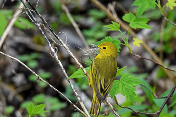 American yellow warbler carrying nest material in brushy undergrowth. It is a New World warbler species and is in the diverse genus Setophaga. It breeds in almost the whole of North America. 