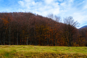Fototapeta premium Forest - Doftana river