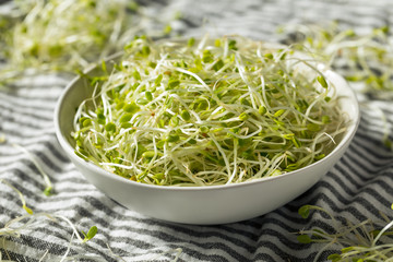 Raw Green Organic Clover Sprouts MIcrogreens