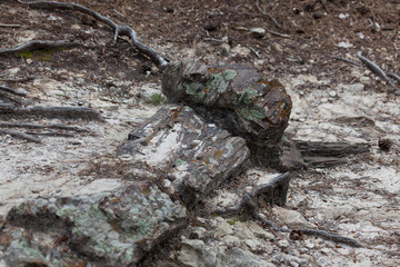 Black Hills Petrified Wood