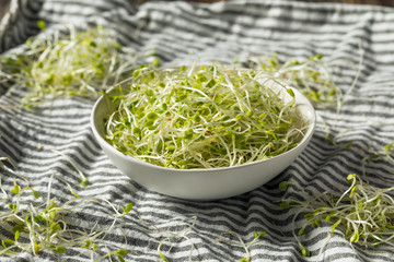 Raw Green Organic Clover Sprouts MIcrogreens