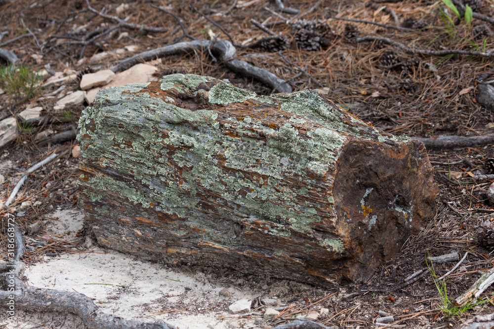 Wall mural Black Hills Petrified Wood