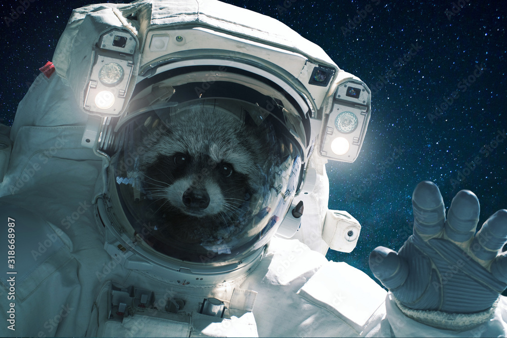 Poster spaceman raccoon in a spacesuit waves his hand. animal in outer space, concept