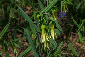 Obraz premium Bellwort in the early spring. Known as Uvularia it is a genus of flowering plants in the family Colchicaceae, and is closely related to the lily family. They are also called bellflowers or merrybells.