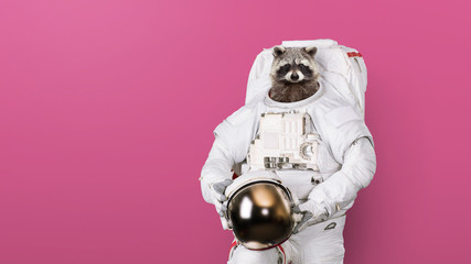 Funny raccoon astronaut in a space suit with a helmet on a pink background. Creative idea - obrazy, fototapety, plakaty