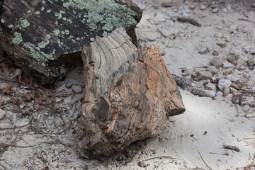 Black Hills Petrified Wood