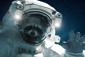 Spaceman raccoon in a spacesuit waves his hand. Animal in outer space, concept