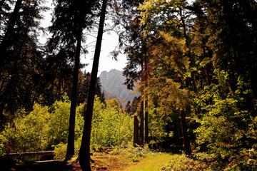 Forest in an autumn day