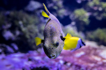 Tropischer Fisch