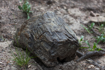 Black Hills Petrified Wood