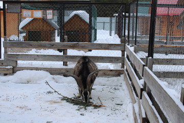 goat in the zoo eats