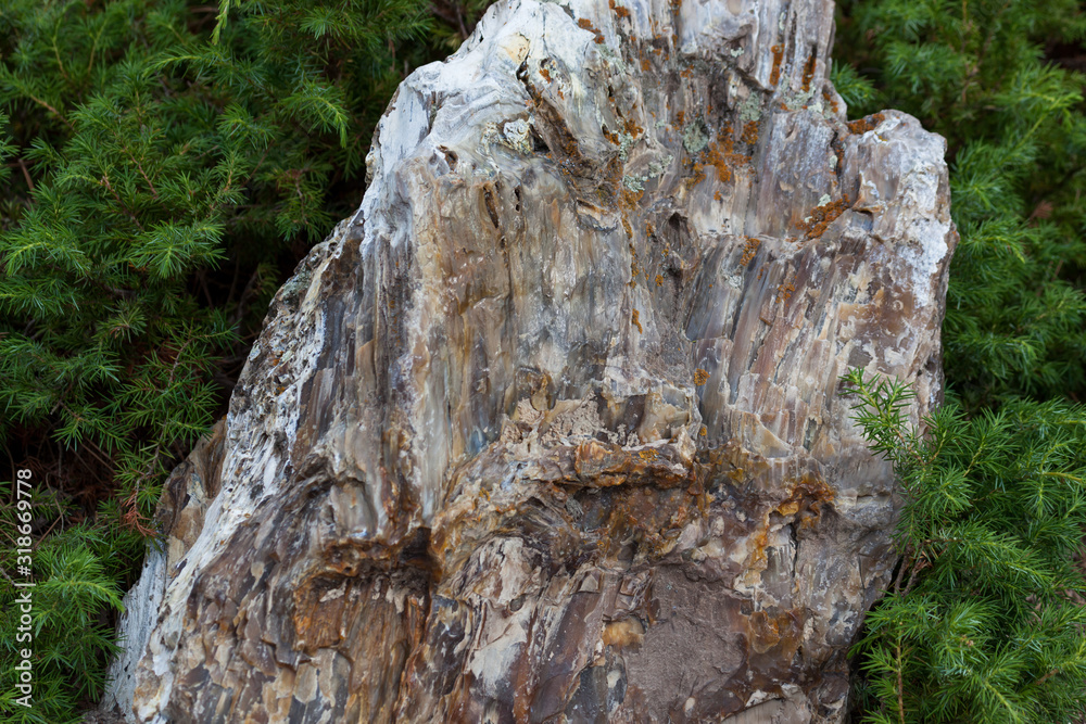 Wall mural Black Hills Petrified Wood