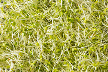 Raw Green Organic Clover Sprouts MIcrogreens