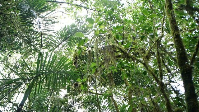 Looking up to the rainforest canopy with rain drops falling to camera.  Slow motion tracking shot. In montane rainforest near Baeza on the Amazonian slopes of the Andes in Ecuador.