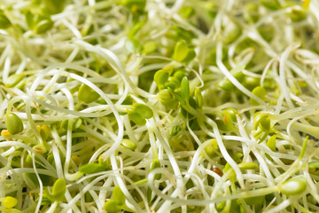 Raw Green Organic Clover Sprouts MIcrogreens