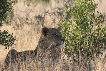 lioness