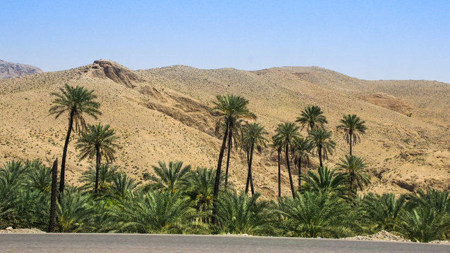 A piece of oasis with tall lush palm trees in the middle of the desert.