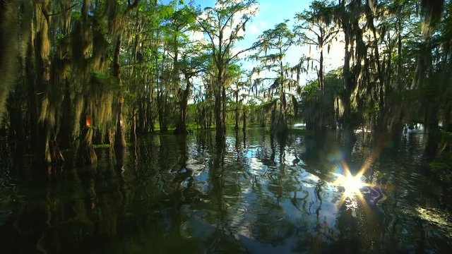 Video tour of Lake Martin Cajun Swamp in spring near Breaux Bridge, Louisiana