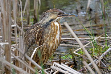 American bittern in a marsh. It is a species of wading bird in the heron family of the Pelican order. It has a Nearctic distribution, breeding in Canada and northern and central parts of the US.