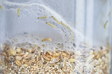 Transparent plastic food container filled with oatmeal  seeds infested by indian-meal moth larvae and visible webbing. 