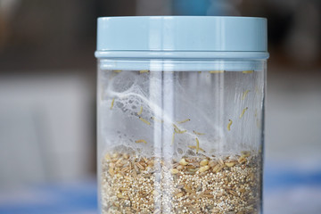 Transparent plastic food container filled with oatmeal  seeds infested by indian-meal moth larvae and visible webbing. 