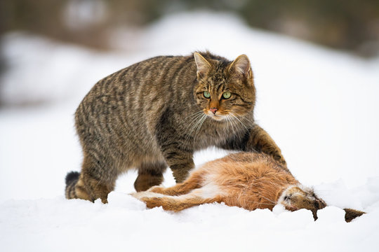 European wildcat, felis silvestris, with a kill of dead rabbit on snow in wintertime. Fierce mammal predator in nature hunting. Side view of wild animal guarding prey.
