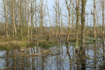 Aurich, Plaggenburg: the moor forest (renaturation)