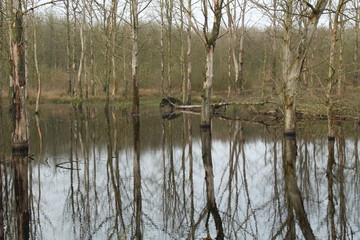 Aurich, Plaggenburg: the moor forest (renaturation)