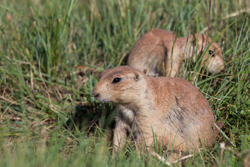 Mother and Baby Prairie Dogs