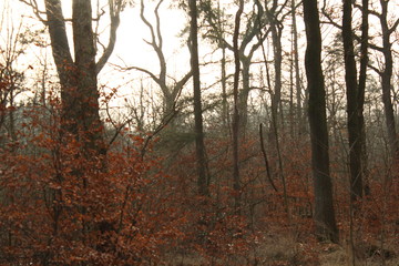 Aurich, Plaggenburg: the moor forest (renaturation)