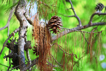 Naklejka premium Beautiful pine cones on a background of green needles. Brown pine cones close up